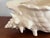 Large Ceramic Conch Shell For Sale In Savannah - Image 6 of 10