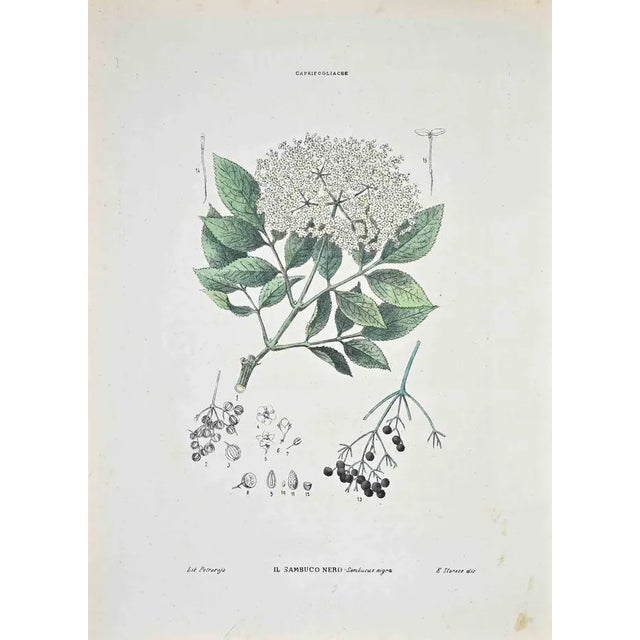 Lithograph hand watercolored. Plate from "Atlante di Botanica popolare ossia Illustrazione di Piante Notevoli di ogni...