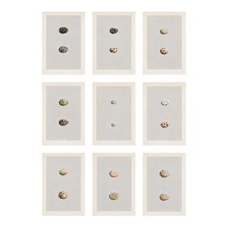 Collection of Nine Antique British Bird Egg Prints, the Speckles, Double, Attributed to Rev. F. O. Morris For Sale