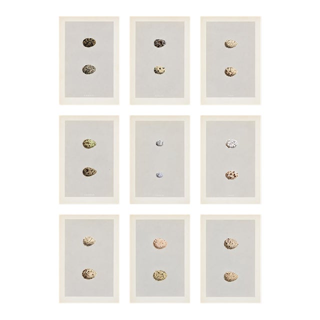 Collection of Nine Antique British Bird Egg Prints, the Speckles, Double, Attributed to Rev. F. O. Morris For Sale