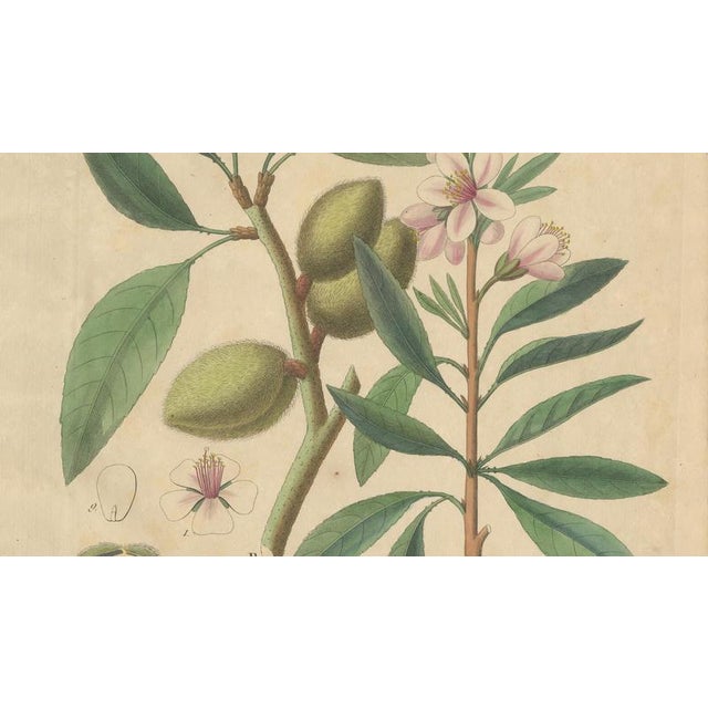 Amygdalus Communis, 1800s, Paper For Sale - Image 4 of 10