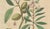 Amygdalus Communis, 1800s, Paper For Sale - Image 4 of 10