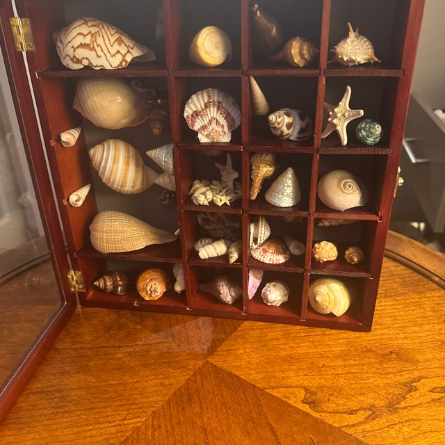 Seashell Collection in Glass-Front Display Case For Sale - Image 12 of 12