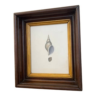 Antique Shell Engraving in Deep Inset Frame For Sale
