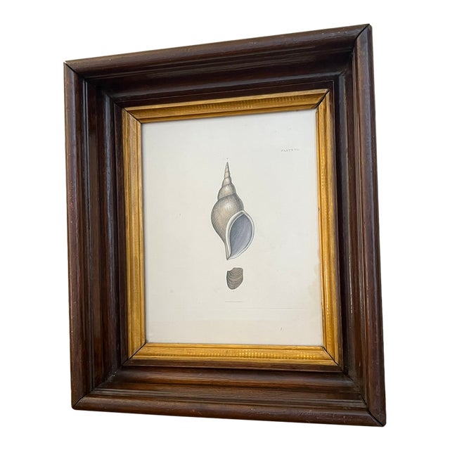 Antique Shell Engraving in Deep Inset Frame For Sale