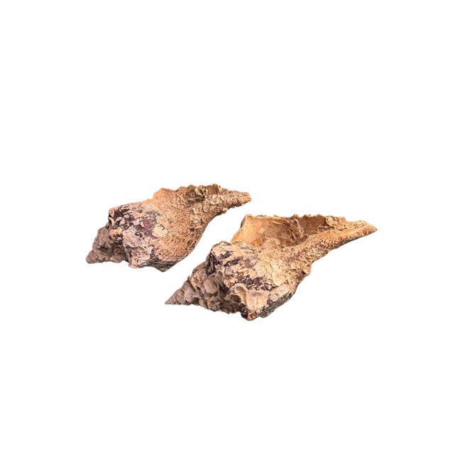 Mediterranean Pair Vintage Natural Horse Conch Seashell Specimen Organic Decor For Sale - Image 3 of 16