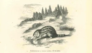 Paul Gervais, Spermophilus, Original Lithograph, 1854