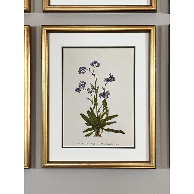 This beautiful set of 6 framed original vintage botanical wildflower prints were published in 1953 They are not modern...