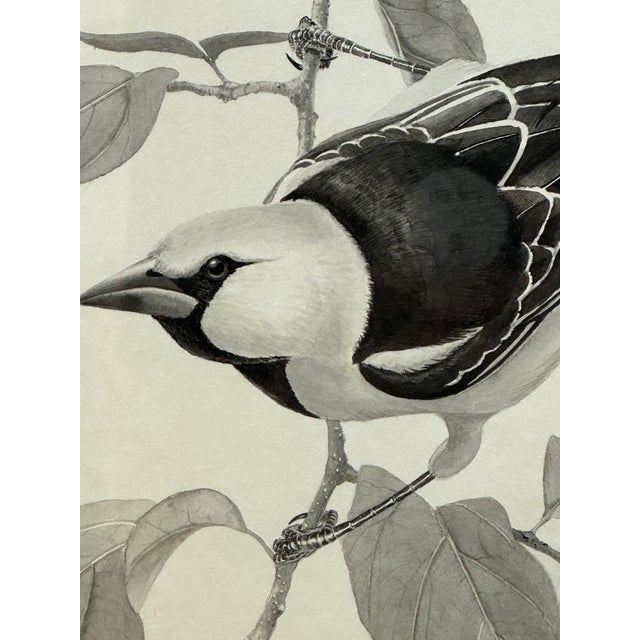 Larry Haines Loggerhead Shrike Series Bird Study Drawing, Framed For Sale In San Francisco - Image 6 of 12