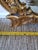 Antique Carved Gilt Rococò Style Wall Mirror For Sale In New York - Image 6 of 6