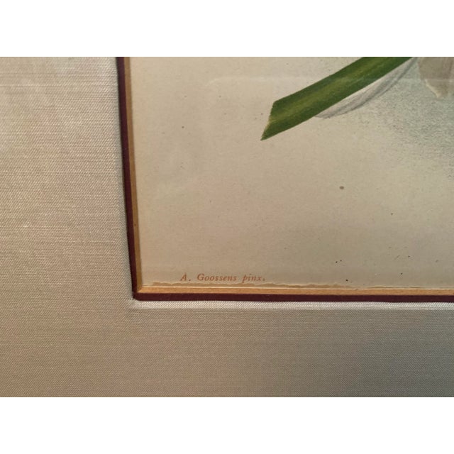 Late 19th Century Late 19th Century Botanical Orchid Print, Framed For Sale - Image 5 of 10