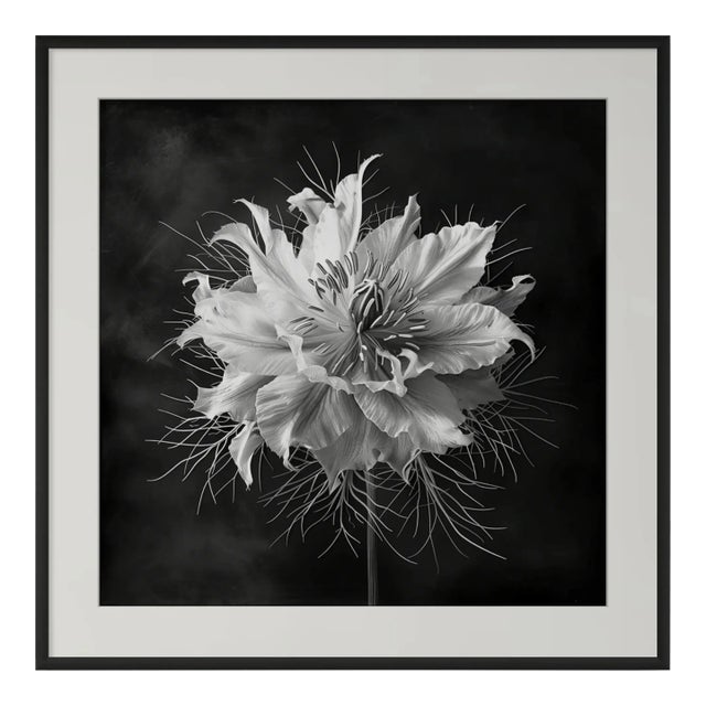 20" X 20" 'Love-in-a-Mist Flower' - Black and White Floral Photography Print For Sale