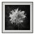27.5" X 27.5" 'Love-in-a-Mist Flower' - Black and White Floral Photography Print For Sale