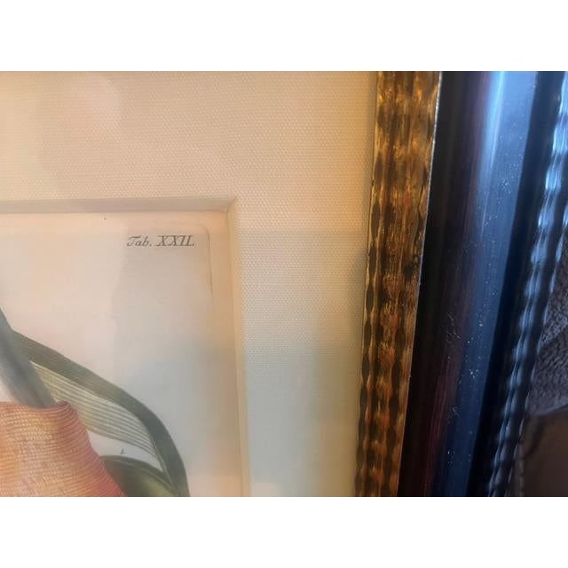 This is a framed vintage botanical print of a banana flower. It features the Latin text, "Musa fructu breviore". It...