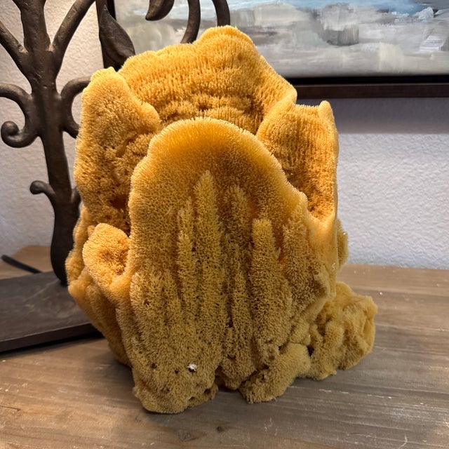 Shell Incredible Large Sea Sponge Vase Specimen For Sale - Image 7 of 7