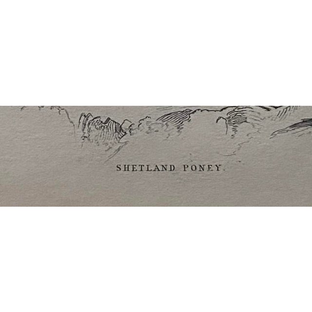 Illustration Rare 1840s Wild Sheland Pony 'Poney" Hand Colored Etching Sir William Jardine For Sale - Image 3 of 9