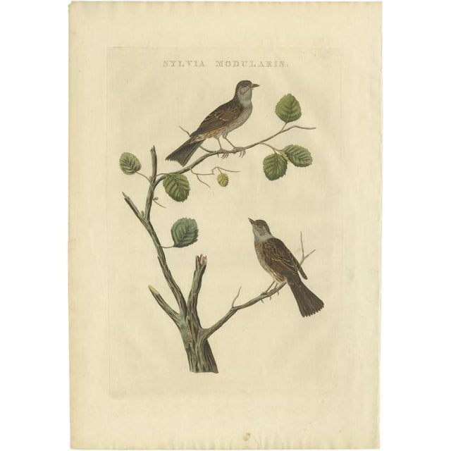 Sepp, Houttuyn & Nozeman, The Dunnock, 1829, Print For Sale