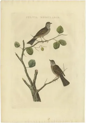 Sepp, Houttuyn & Nozeman, The Dunnock, 1829, Print