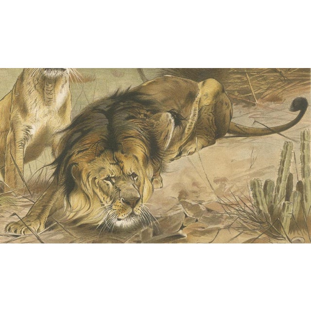Late 19th Century After Wilhelm Kuhnert, Lion and Lioness, 1894, Paper For Sale - Image 5 of 9