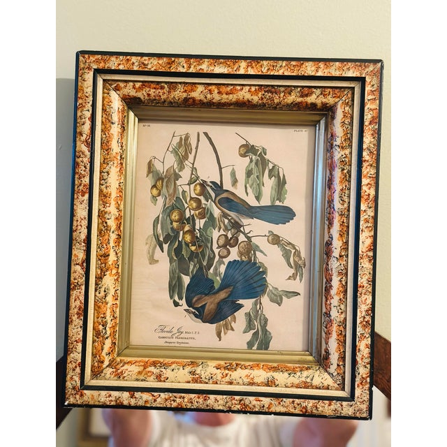 Brown Vintage Bird Print, Framed For Sale - Image 8 of 8