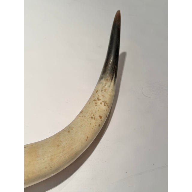 Rustic Vintage Large Hide-Wrapped Steer Horns For Sale - Image 10 of 11