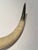 Rustic Vintage Large Hide-Wrapped Steer Horns For Sale - Image 10 of 11