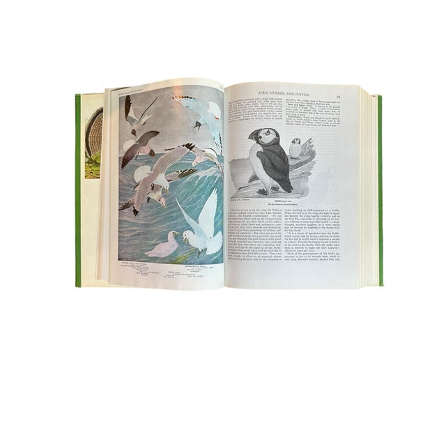 1936 Birds of America Hardcover Book For Sale - Image 10 of 12