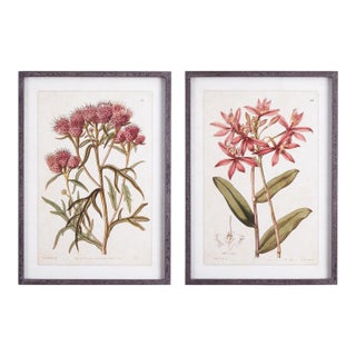 Pretty In Pink Vintage Prints, Set Of 2 For Sale