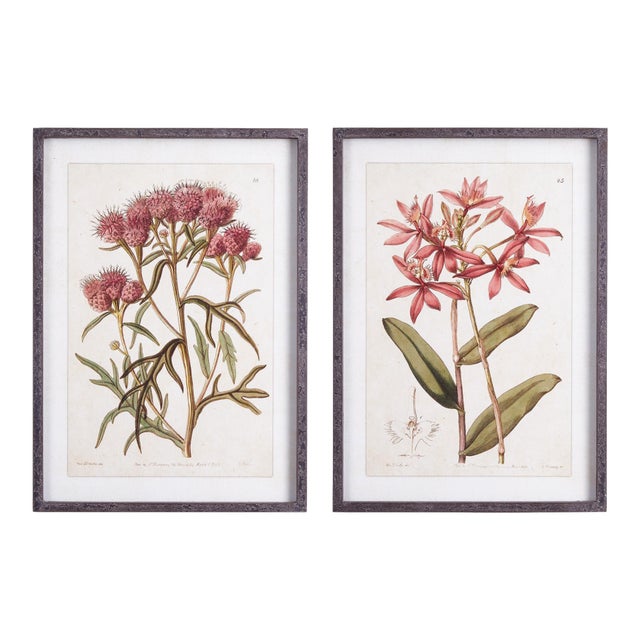 Pretty In Pink Vintage Prints, Set Of 2 For Sale