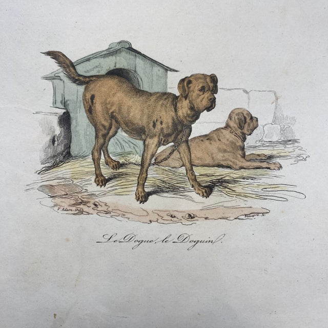 French Antique 18th Century "Le Chion De Berger" Dog Engraving Hand Colored Signed Artwork For Sale - Image 4 of 12