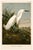 Snowy Heron or White Egret, Museum Style Audubon Bird Print, 16" X 24" For Sale