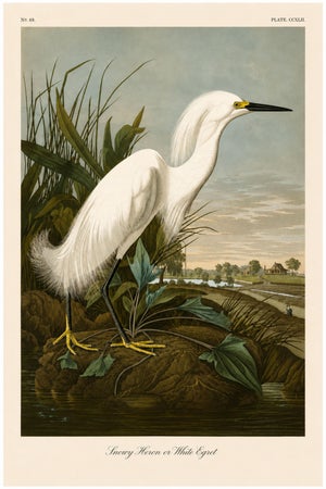 Snowy Heron or White Egret, Museum Style Audubon Bird Print, 16" X 24"