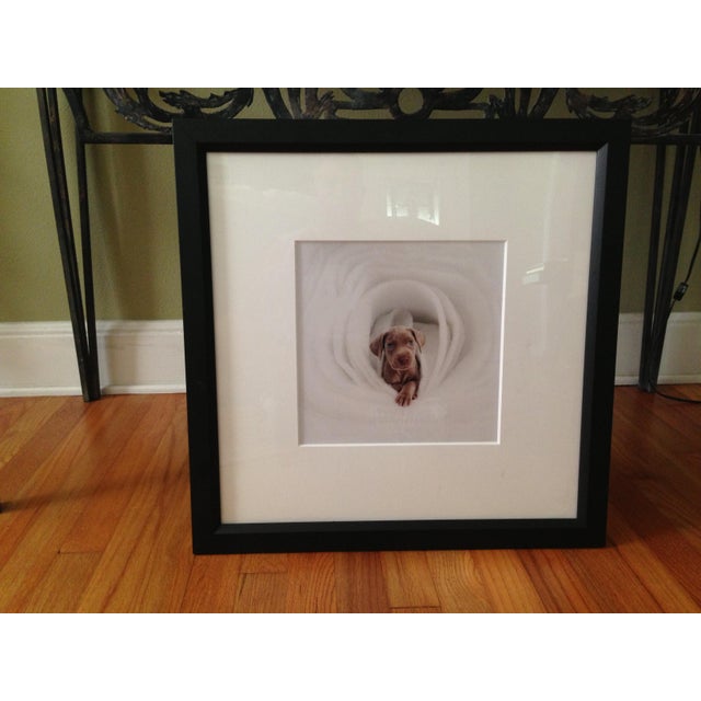 Photorealism 1980s Framed William Wegman Photo “ Puppy Series” Signed For Sale - Image 3 of 8