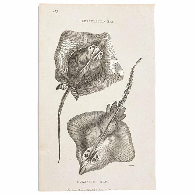 Finely engraved and wonderfully graphic, this 1804 copper engraving was published in the Pisces volume of George Shaw’s...