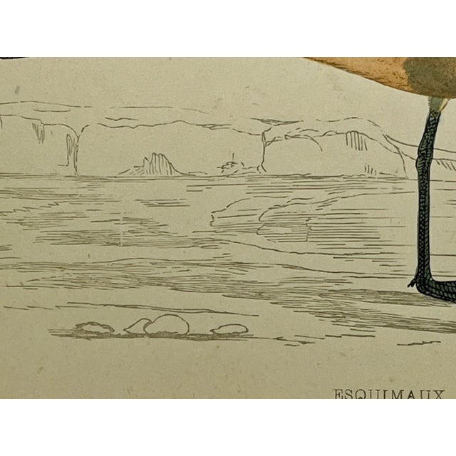 Orange Antique Bird Print From England Showcasing a Esquimaux Curlew - Circa 1880 For Sale - Image 8 of 11
