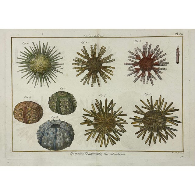 Original copper engraving by Jean-Baptiste Lamarck from Historie Naturelle, Paris, 1791. Unframed. Dimensions: 15.5 x 11”...