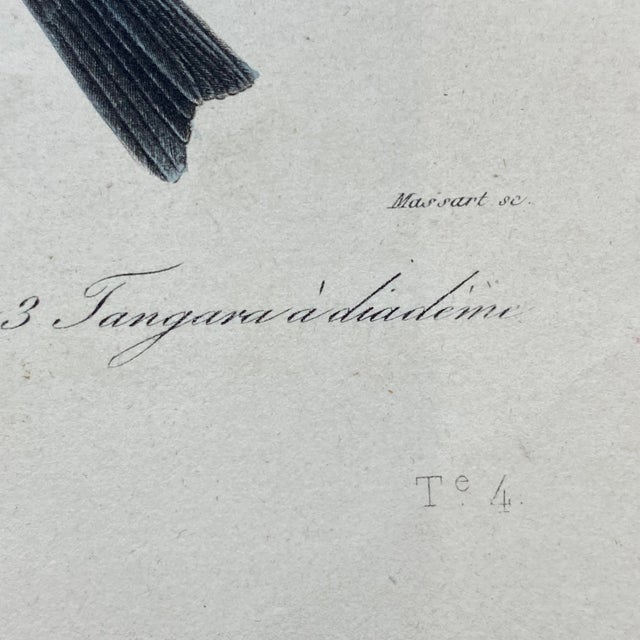 Tan French Antique 18th Century "Dur Bec" Bird Engraving Hand Colored Signed Artwork For Sale - Image 8 of 9