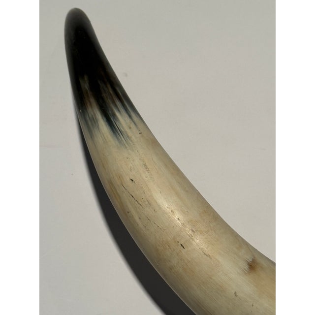 Brown Rustic Vintage Large Hide-Wrapped Steer Horns For Sale - Image 8 of 11