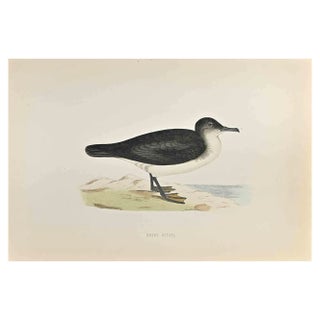 Alexander Francis Lydon, Dusky Petrel, Woodcut Print, 1870 For Sale