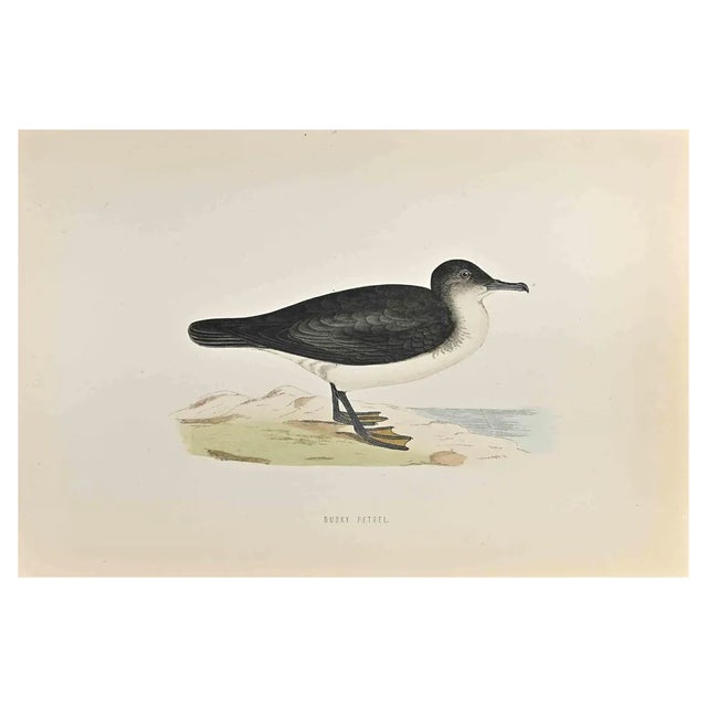 Alexander Francis Lydon, Dusky Petrel, Woodcut Print, 1870 For Sale