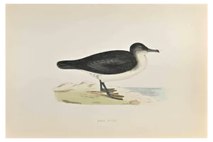 Alexander Francis Lydon, Dusky Petrel, Woodcut Print, 1870