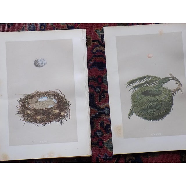 Printmaking Materials Antique 19th Century Hand Colored Bird Nest & Egg Lithographs - Set of 12 For Sale - Image 7 of 9