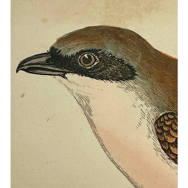 Late 19th Century Antique Hand Tinted Bird Print From England Featuring a Pair of Red-Backed Shrikes - Circa 1880 For Sale - Image 5 of 12