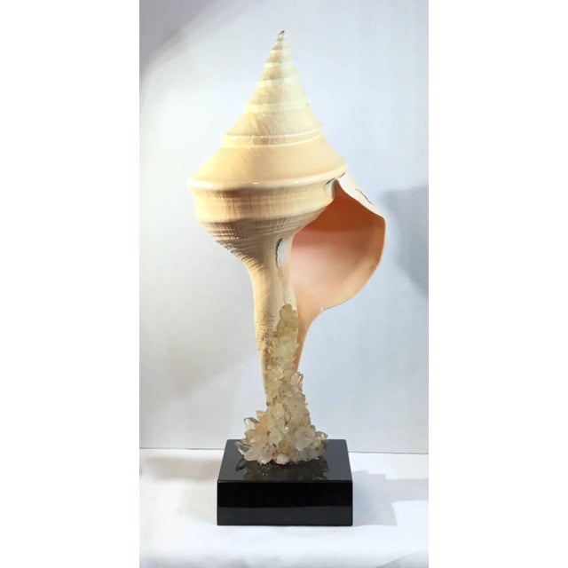 Vintage Large Seashell & Crystal by Joseph Malekan For Sale In Miami - Image 6 of 11