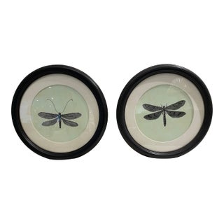 Natural Curiosities Dragonfly Prints Framed For Sale