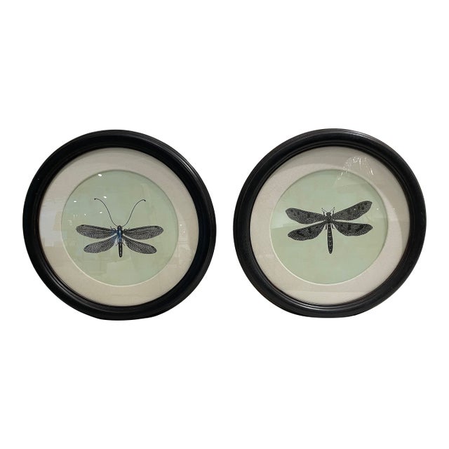 Natural Curiosities Dragonfly Prints Framed For Sale
