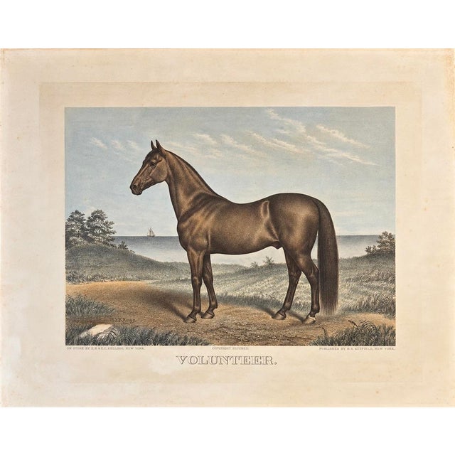 Volunteer, the Great Sire of Trotters — Original Hand-Colored Horse Engraving by John Cameron, C. 1880 For Sale