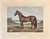 Volunteer, the Great Sire of Trotters — Original Hand-Colored Horse Engraving by John Cameron, C. 1880 For Sale