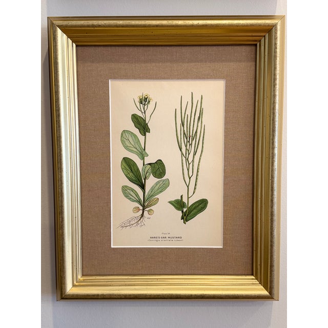 Textile A Suite of Eight English Botanical Engravings, Late 19th Century For Sale - Image 7 of 13