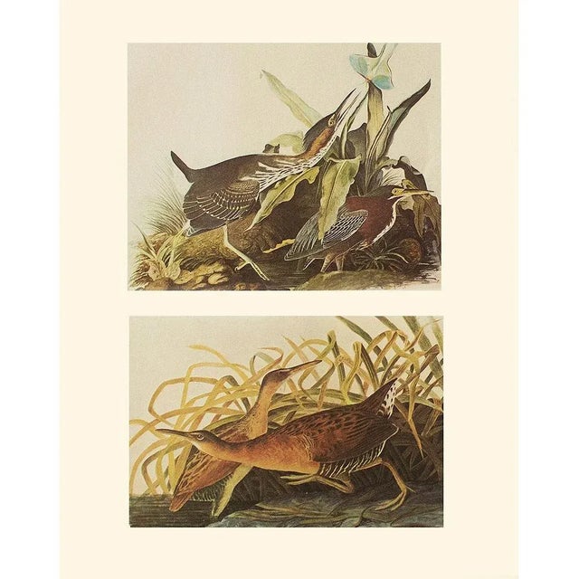 John James Audubon 1966 Vintage Cottage Print "King Rail & Green Heron" After John James Audubon For Sale - Image 4 of 4